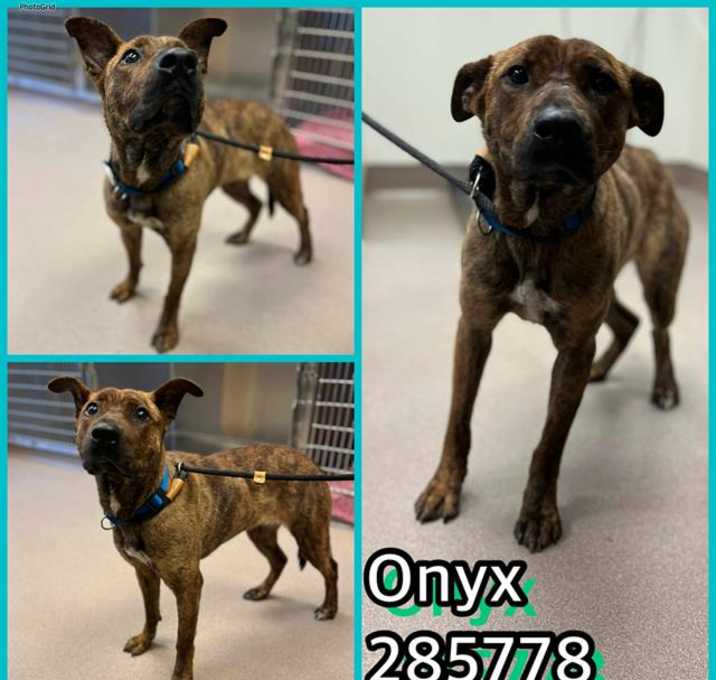 Photo of ONYX