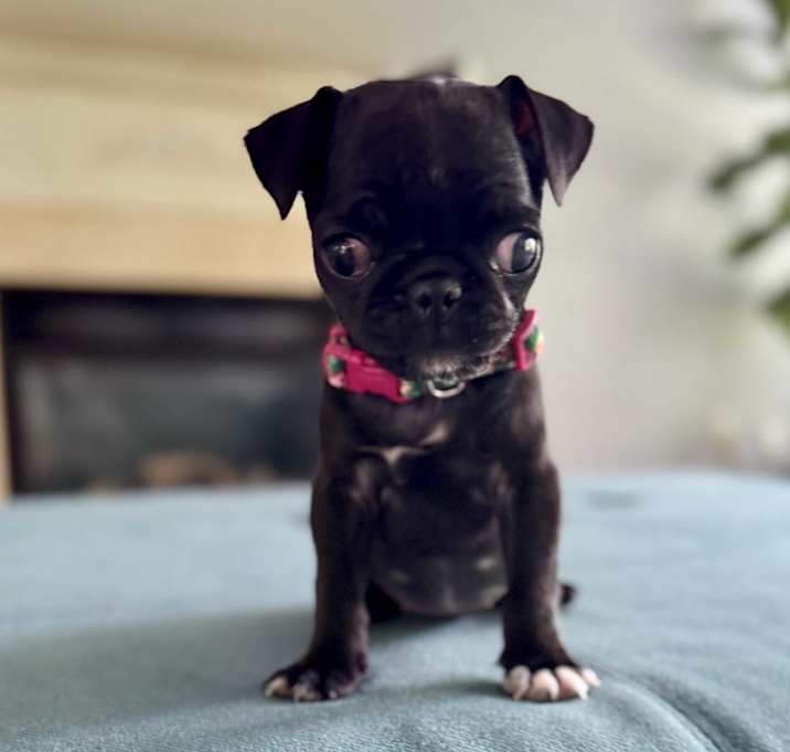Photo of Crinkle
