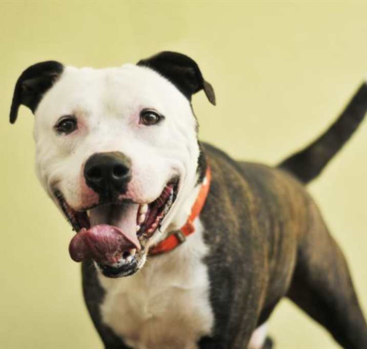 Photo of BUDDY