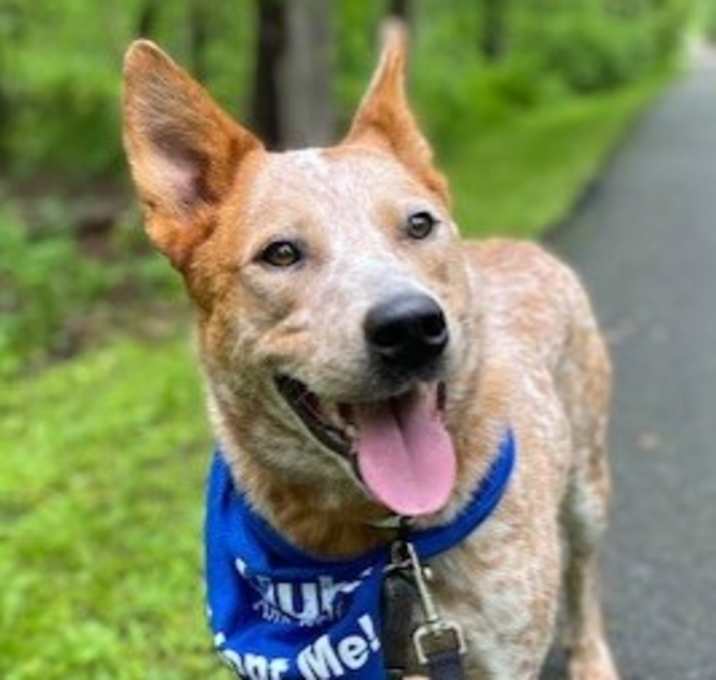 Photo of Dingo