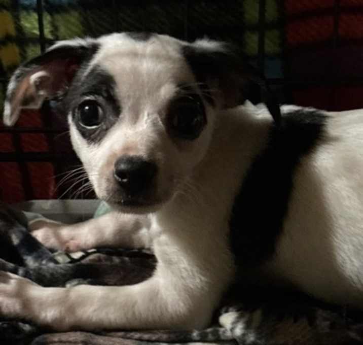 Photo of Chi 2