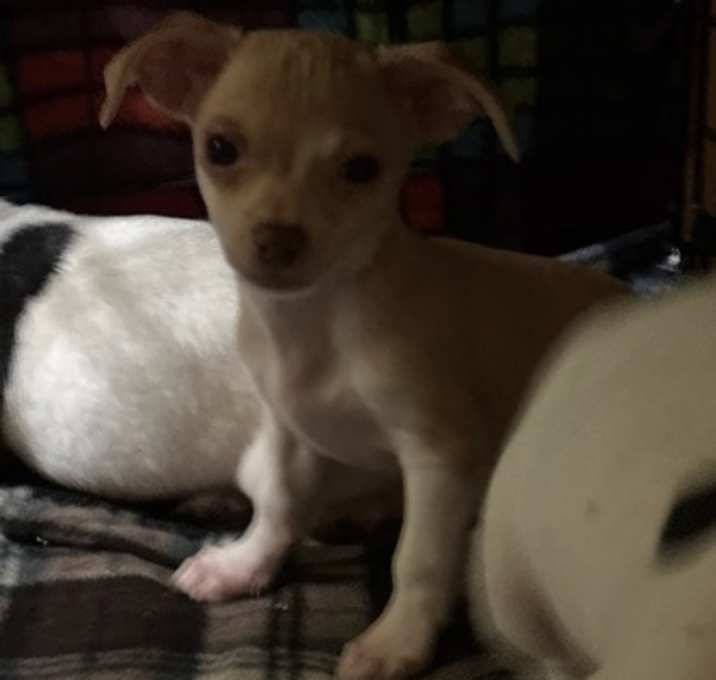 Photo of Chi 3