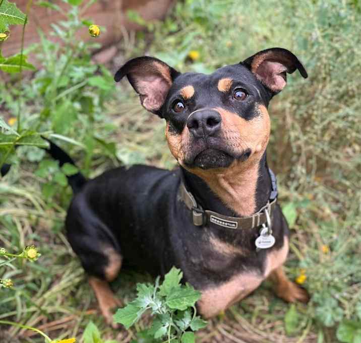 Photo of Rosie