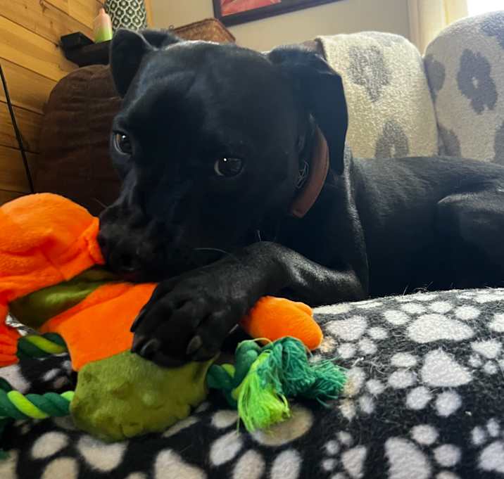 Photo of Ziggy