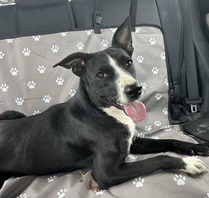 Photo of Cleo