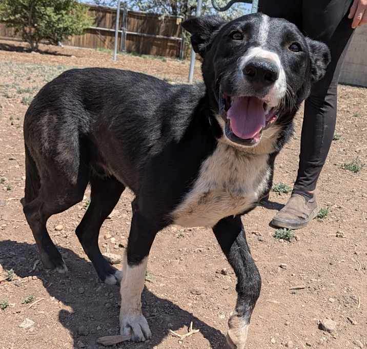Photo of Twitch - Loves Treats & Dog Friendly