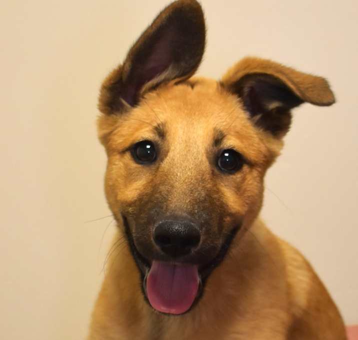Photo of Viola