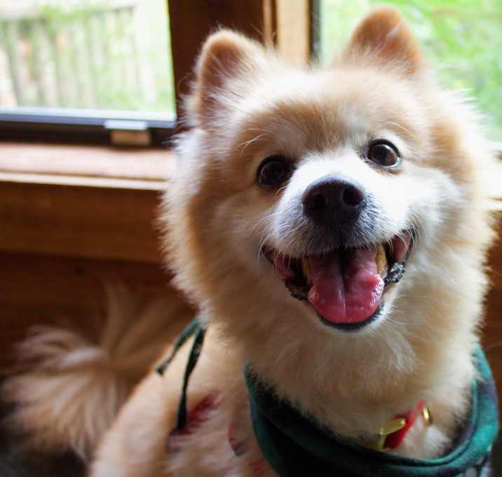 Photo of Teddy Bear