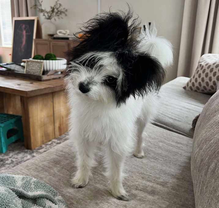 Photo of Shadow
