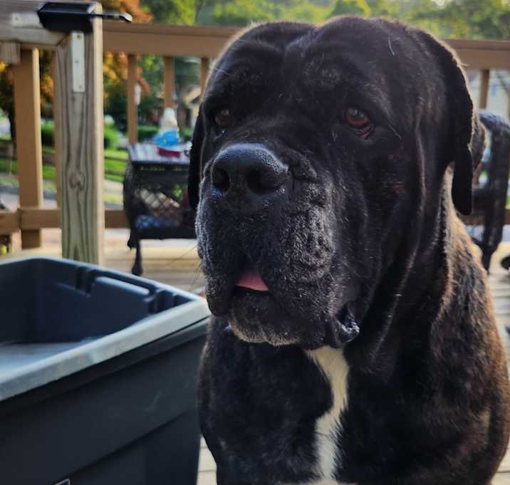 Photo of Bo