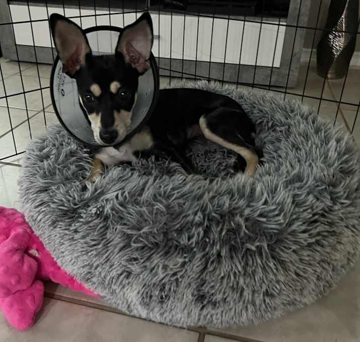 Photo of Abby