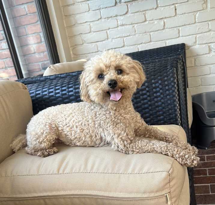 Photo of Bear
