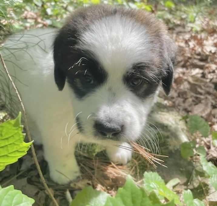 Photo of BANDIT sm