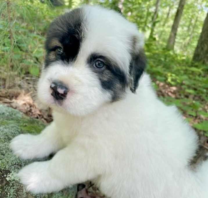 Photo of BEETHOVEN sm