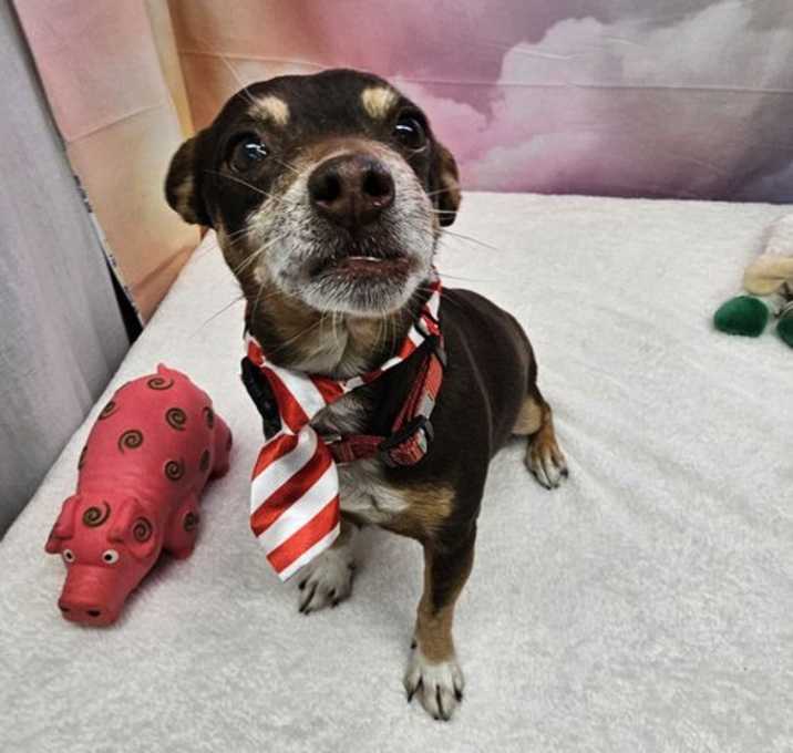 Photo of Pinot