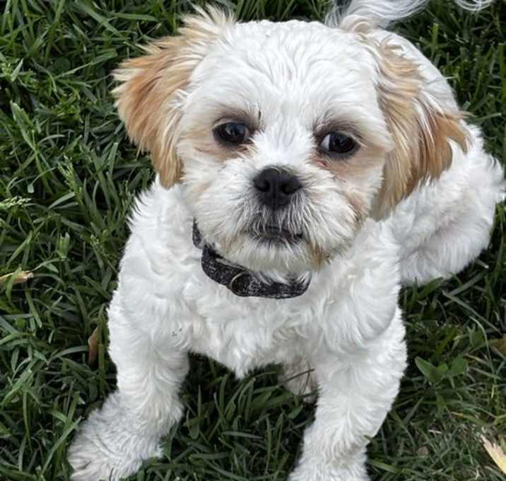 Photo of Tate (Black Collar)