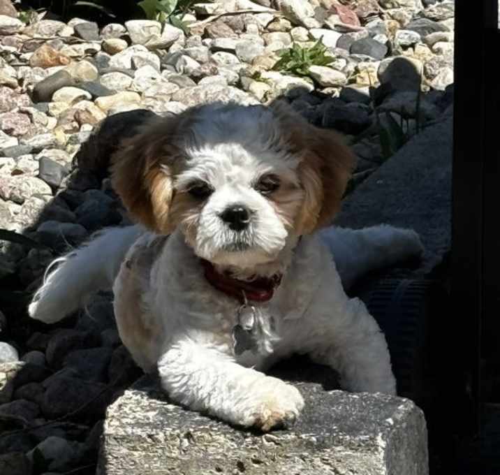 Photo of Rip (Red Collar)