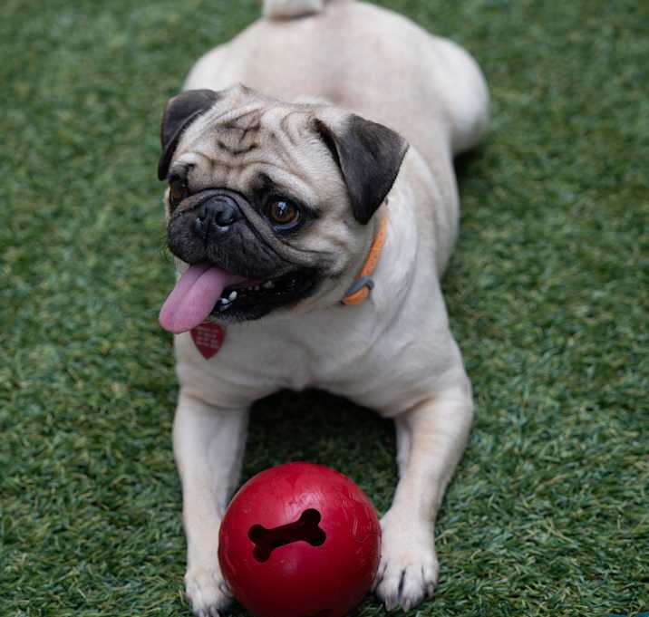 Photo of Dog