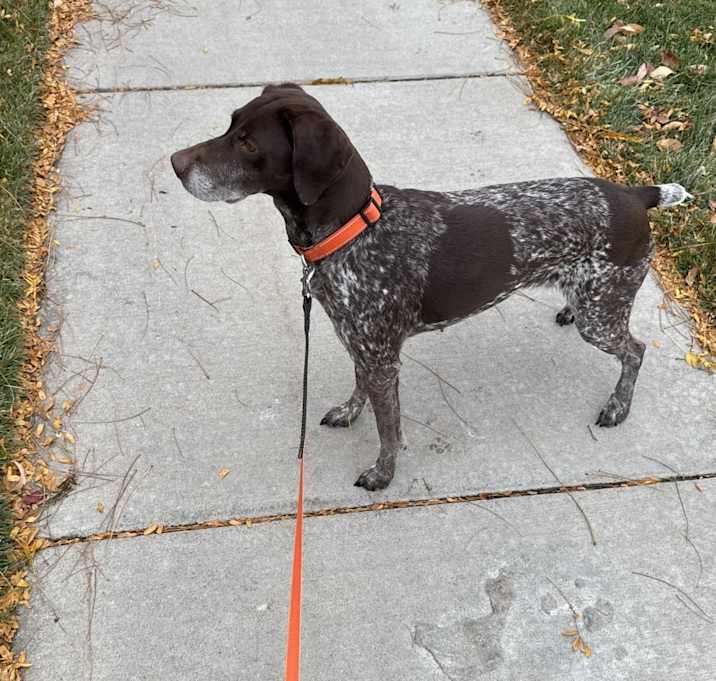 Photo of Koda