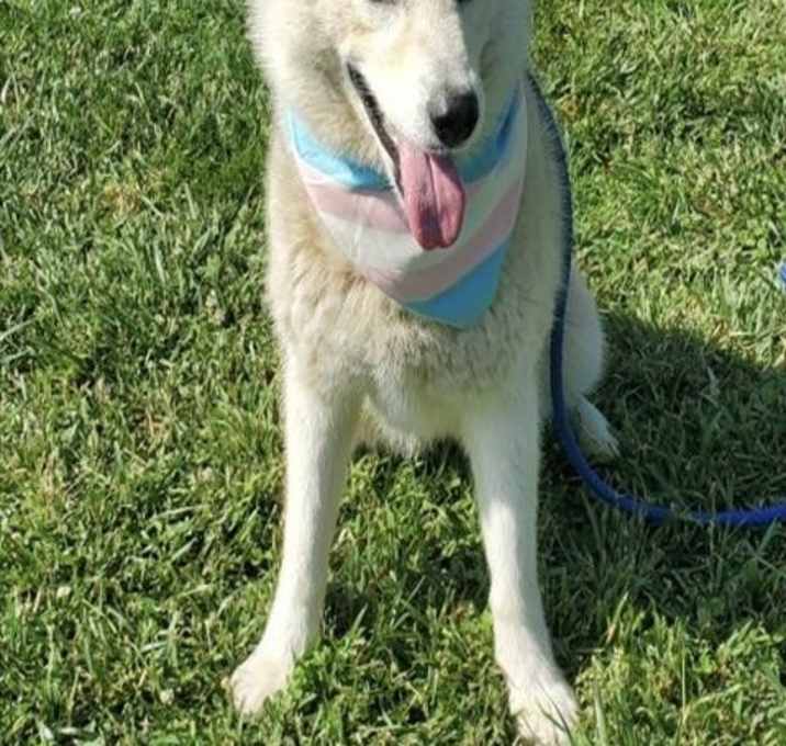 Photo of SKYE