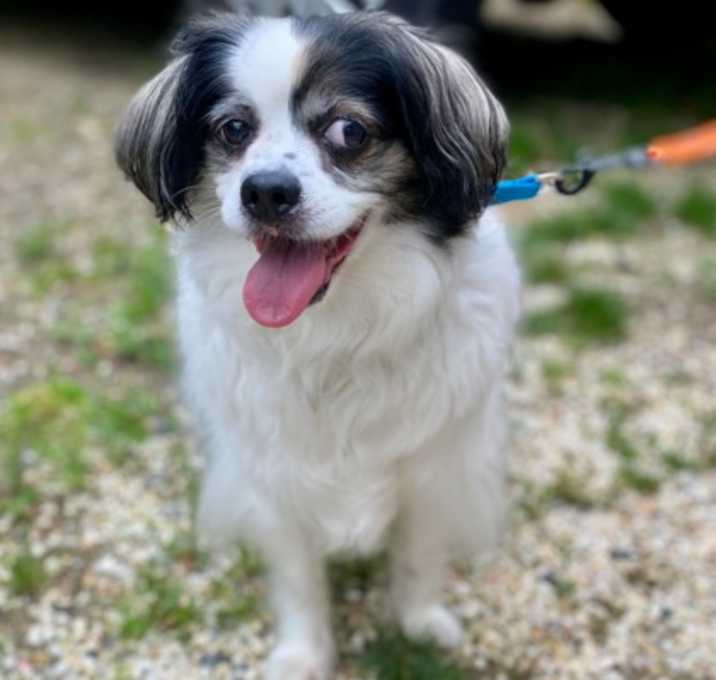 Photo of Luna