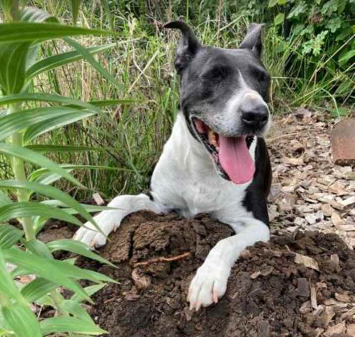 Photo of Buddie Girl