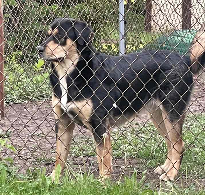Photo of Grizzly