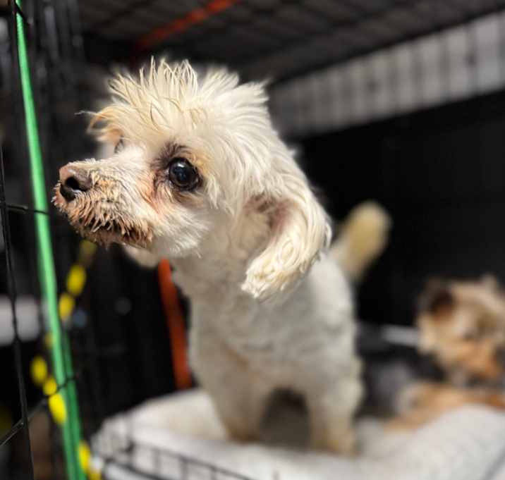 Photo of Poppy 