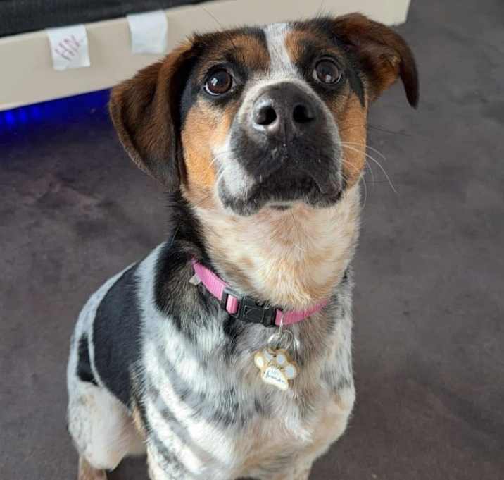 Photo of Roxy