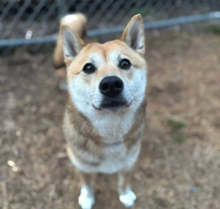 Photo of Sakura