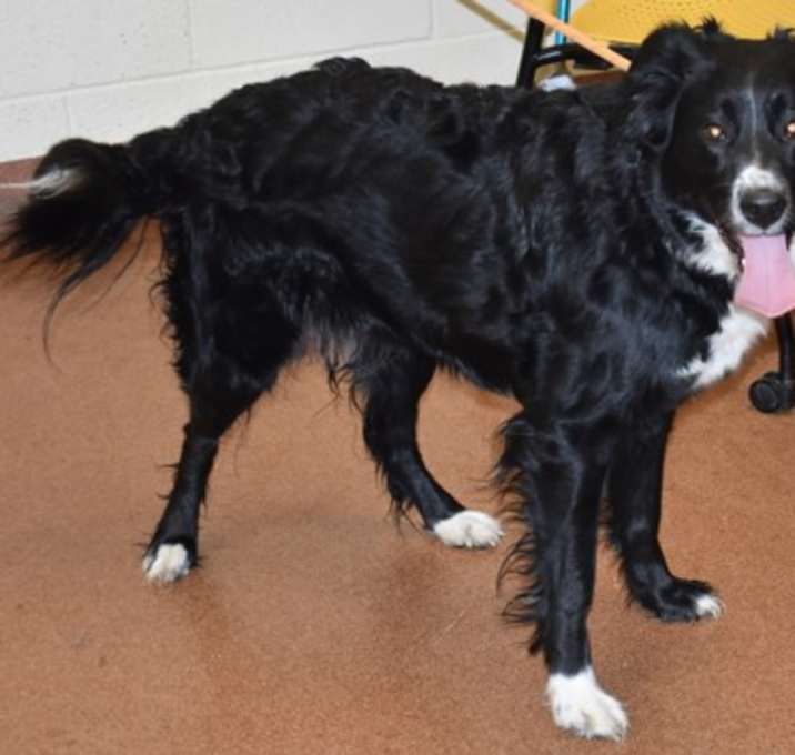 Photo of 89693 Sadie