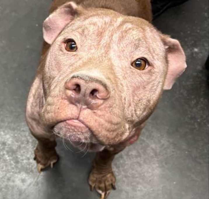 Photo of Rufus