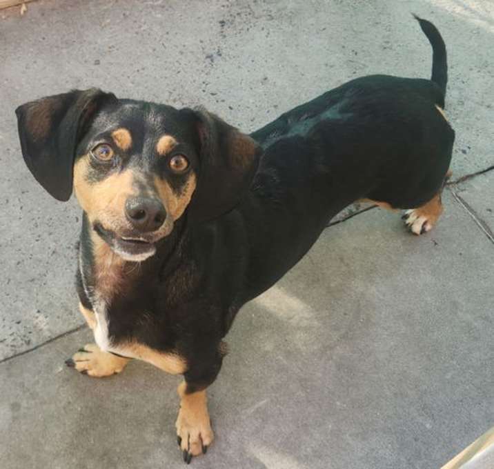Photo of Buster (and Lila *Bonded Pair*)