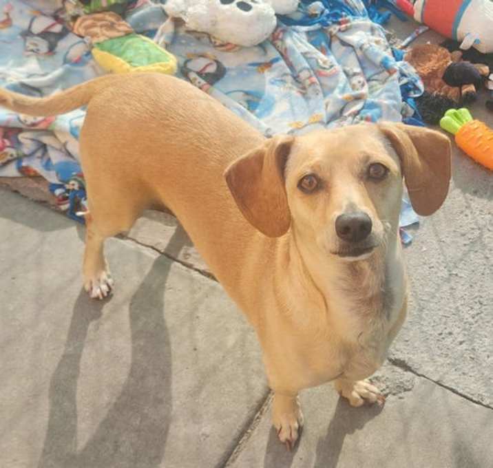 Photo of Lila (and Buster *Bonded Pair*)