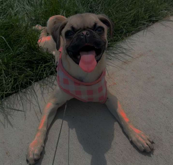 Photo of Canela