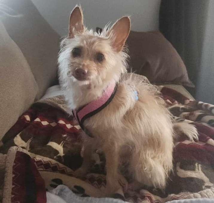 Photo of Olive