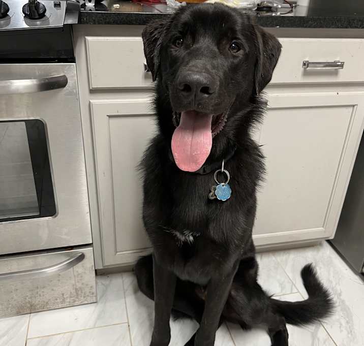 Photo of Brock