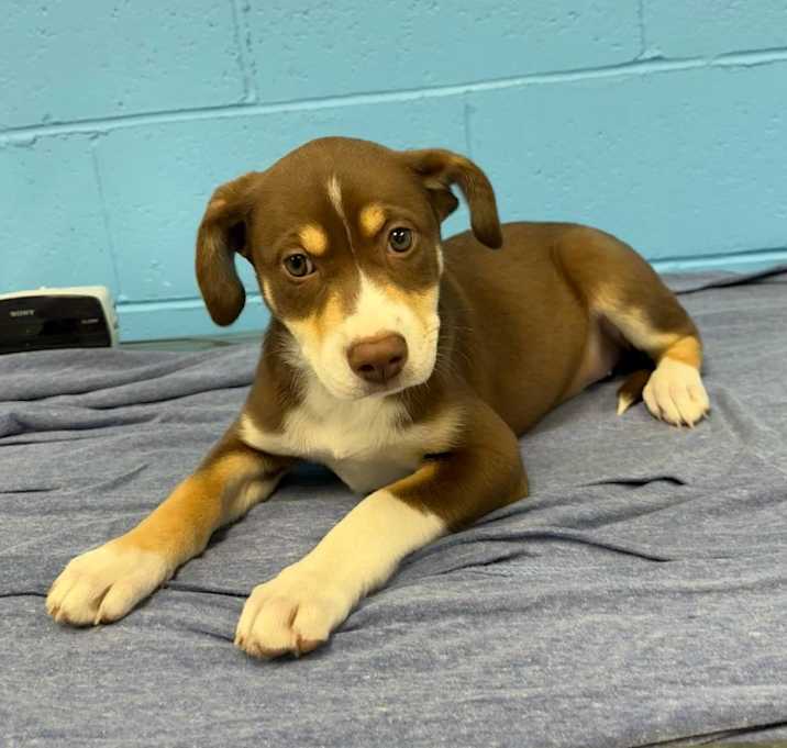 Photo of Maple
