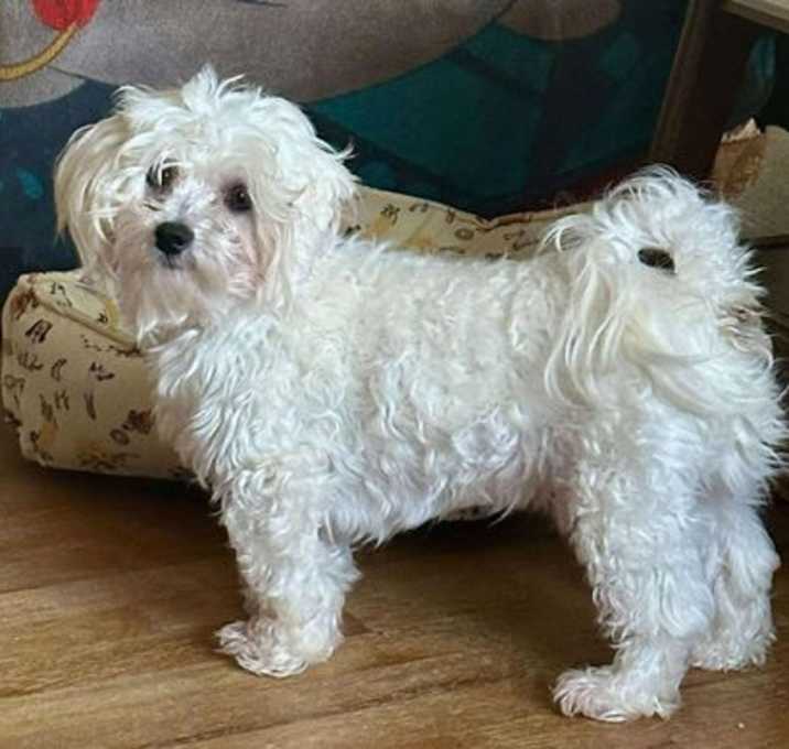 Photo of Auggie