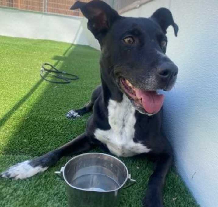 Photo of Pepper