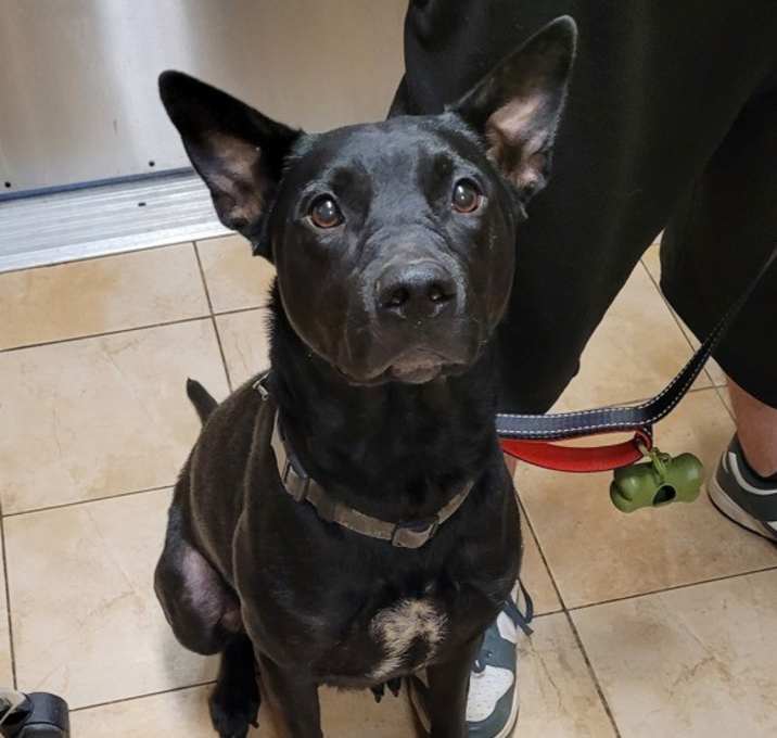 Photo of Shadow