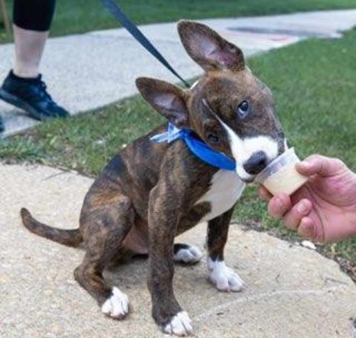 Photo of Nix - Nice Pup!