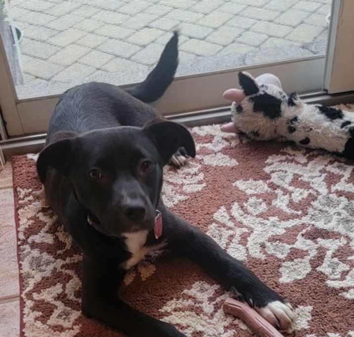 Photo of Boo - Beautiful Pup!!