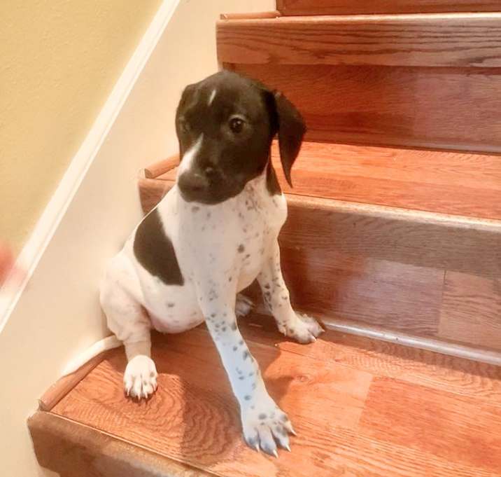 Photo of Oreo