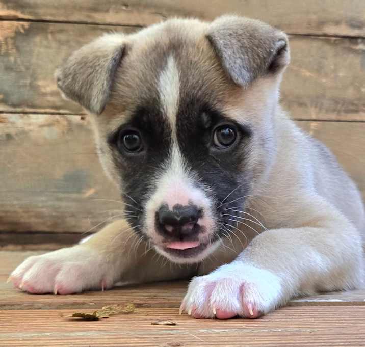Photo of Poppy