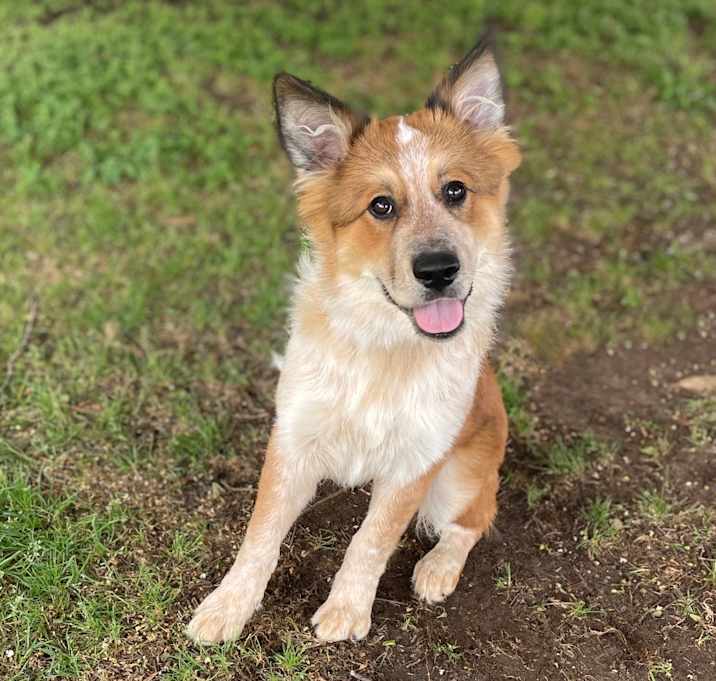 Photo of Riley 25-05-088