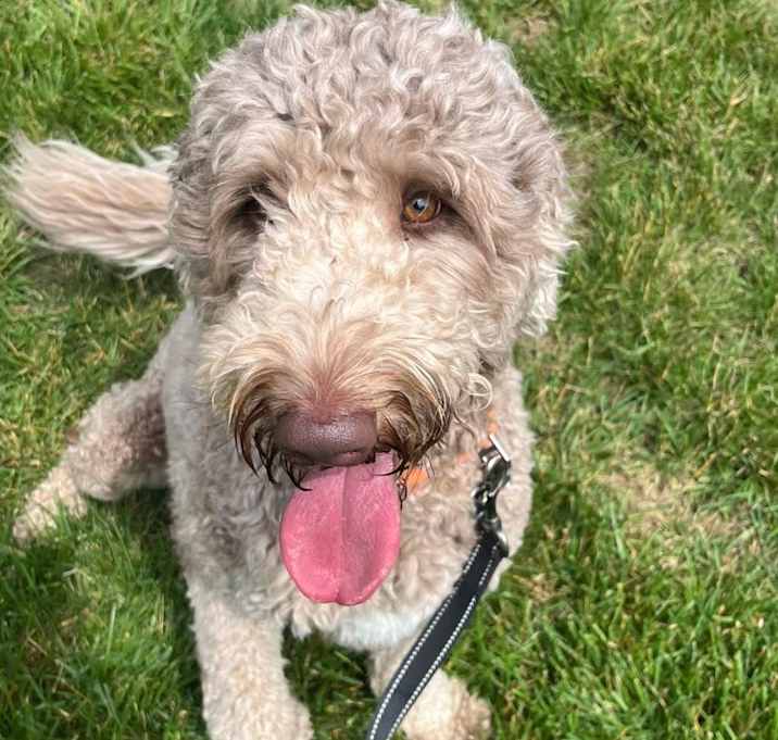 Photo of Willow