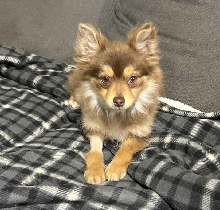 Photo of Tiny ace 5.8 lbs