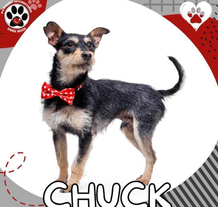 Photo of CHUCK