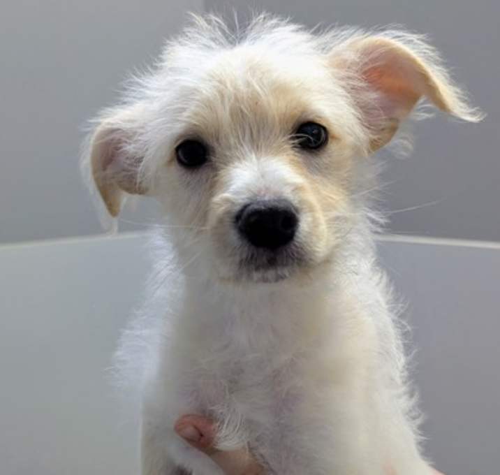 Photo of Samson